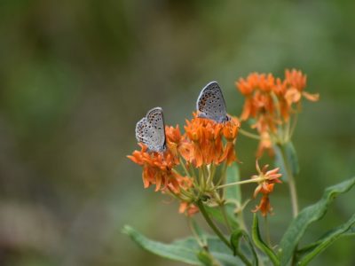 DNR Announces 2026 Rare Species Community-Based Science Projects