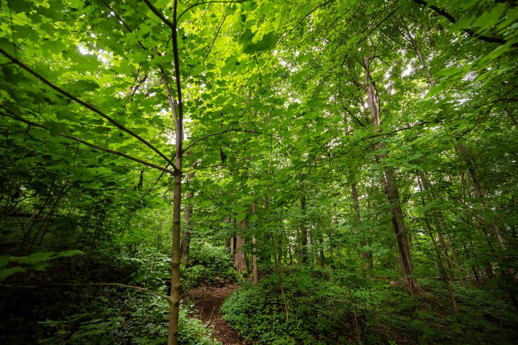 Trees shade a pathway Thursday, July 17, 2025, at Owen Conservation Park in Madison, Wis. Angela Major/WPR