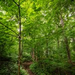 Wisconsin Has Planted 54 Million Trees Since 2021
