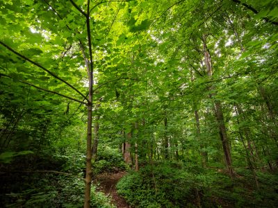 Wisconsin Has Planted 54 Million Trees Since 2021