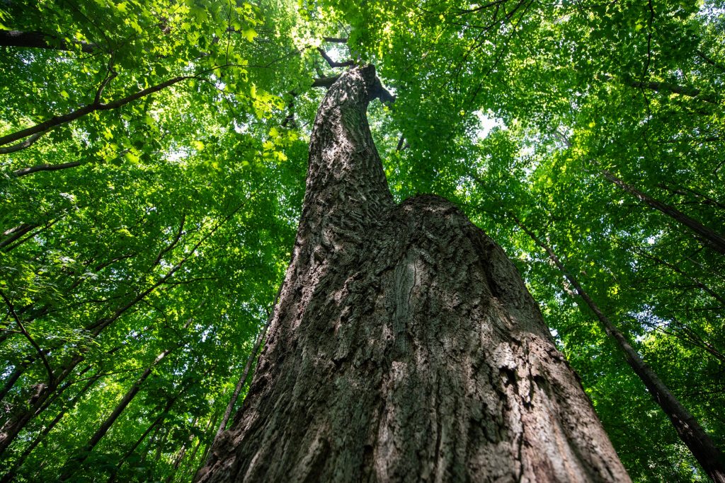 The largest red oak tree in the state stands tall Monday, July 21, 2025, near the Mendota Mental Health Institute in Madison, Wis. Angela Major/WPR