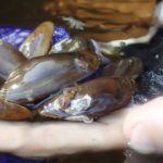 Rare Wisconsin Mussel At Center Of New Federal Lawsuit