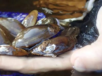 Rare Wisconsin Mussel At Center Of New Federal Lawsuit