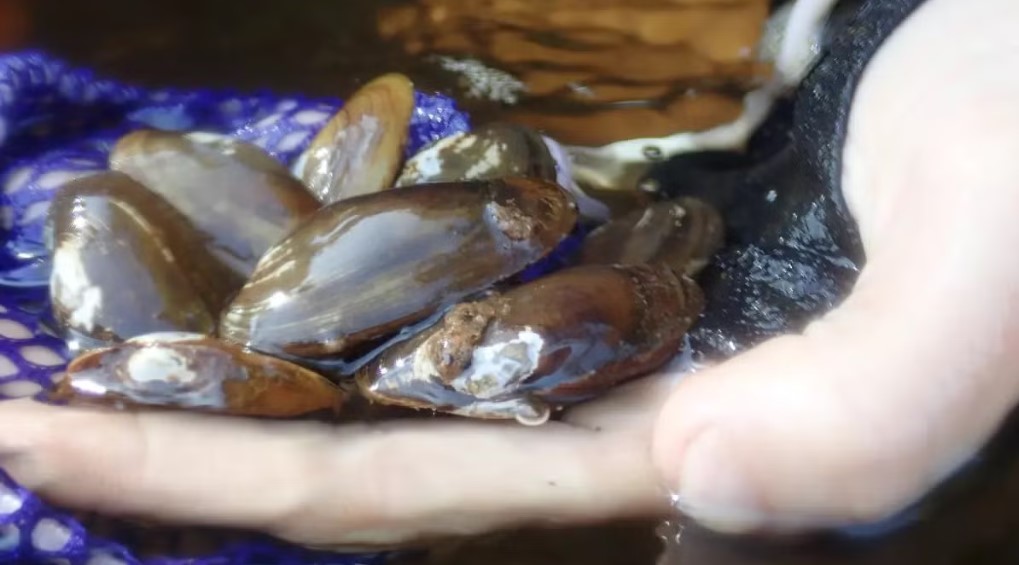 A biologist holds a handful of salamander mussels from the Chippewa River in Wisconsin. Photo by Megan Bradley-USFWS