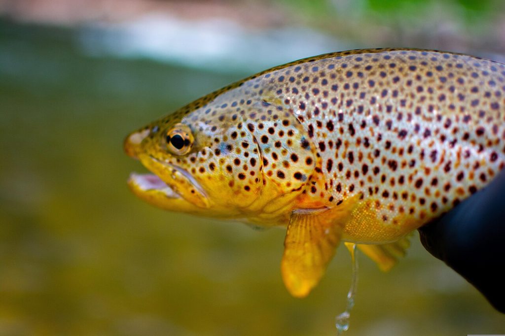 Brown trout. Photo by Knowledgemattersnow, CC BY-SA 4.0 , via Wikimedia Commons