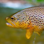 Wisconsin DNR To Slash Fish Stocking, Close Two Hatcheries Amid Shortfall