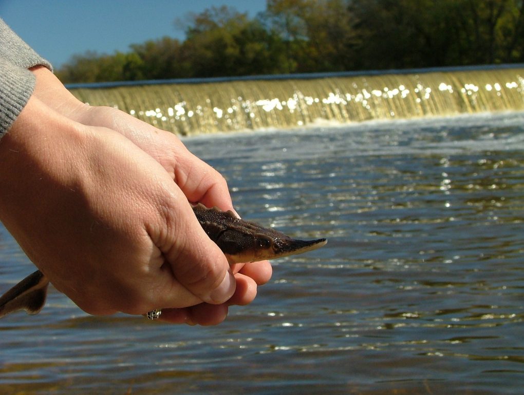 A lake sturgeon fingerling. Photo courtesy of Andrew Struck