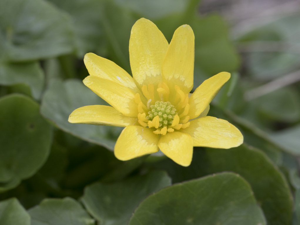 Lesser celandine (Fig buttercup). Zeynel Cebeci, CC BY-SA 4.0 , via Wikimedia Commons