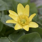 Invasive Plant Rapidly Spreading Through Wisconsin