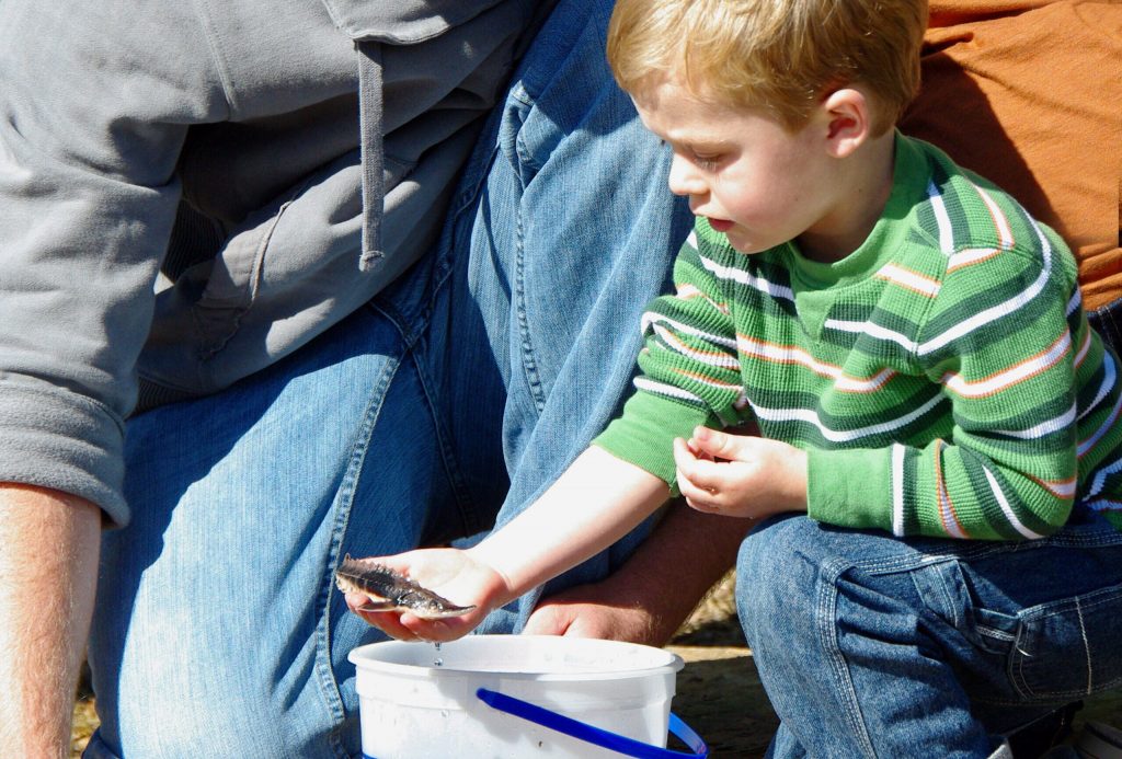 Three-year-old Gavin Gies releases a fingerling lake sturgeon in the Milwaukee River in 2011. Fifteen years later, the lake sturgeon made a historic journey back to the river navigating the waters all the way to Ozaukee County. Photo courtesy of Riveredge Nature Center
