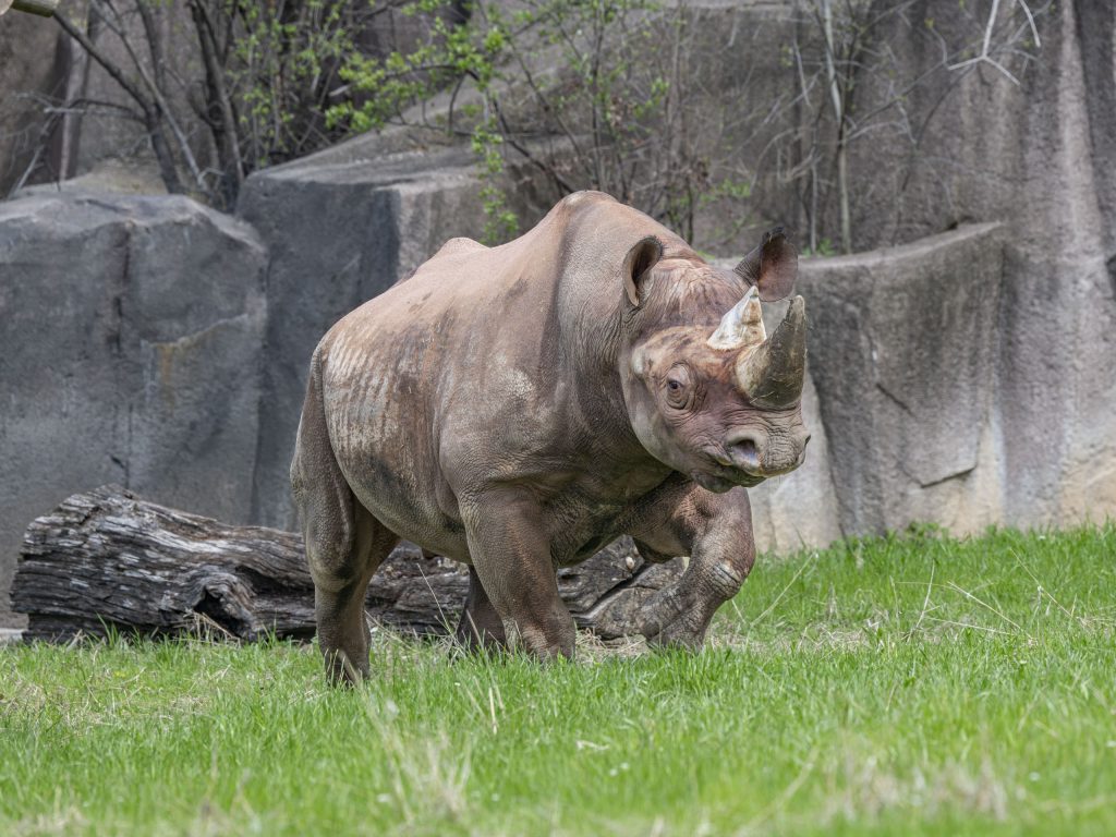 Rhino Kianga. Photo courtesy of the Milwaukee County Zoo.
