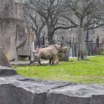 Wild for Rhinos