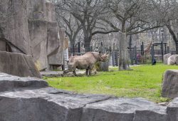 Rhino Kianga. Photo courtesy of the Milwaukee County Zoo.