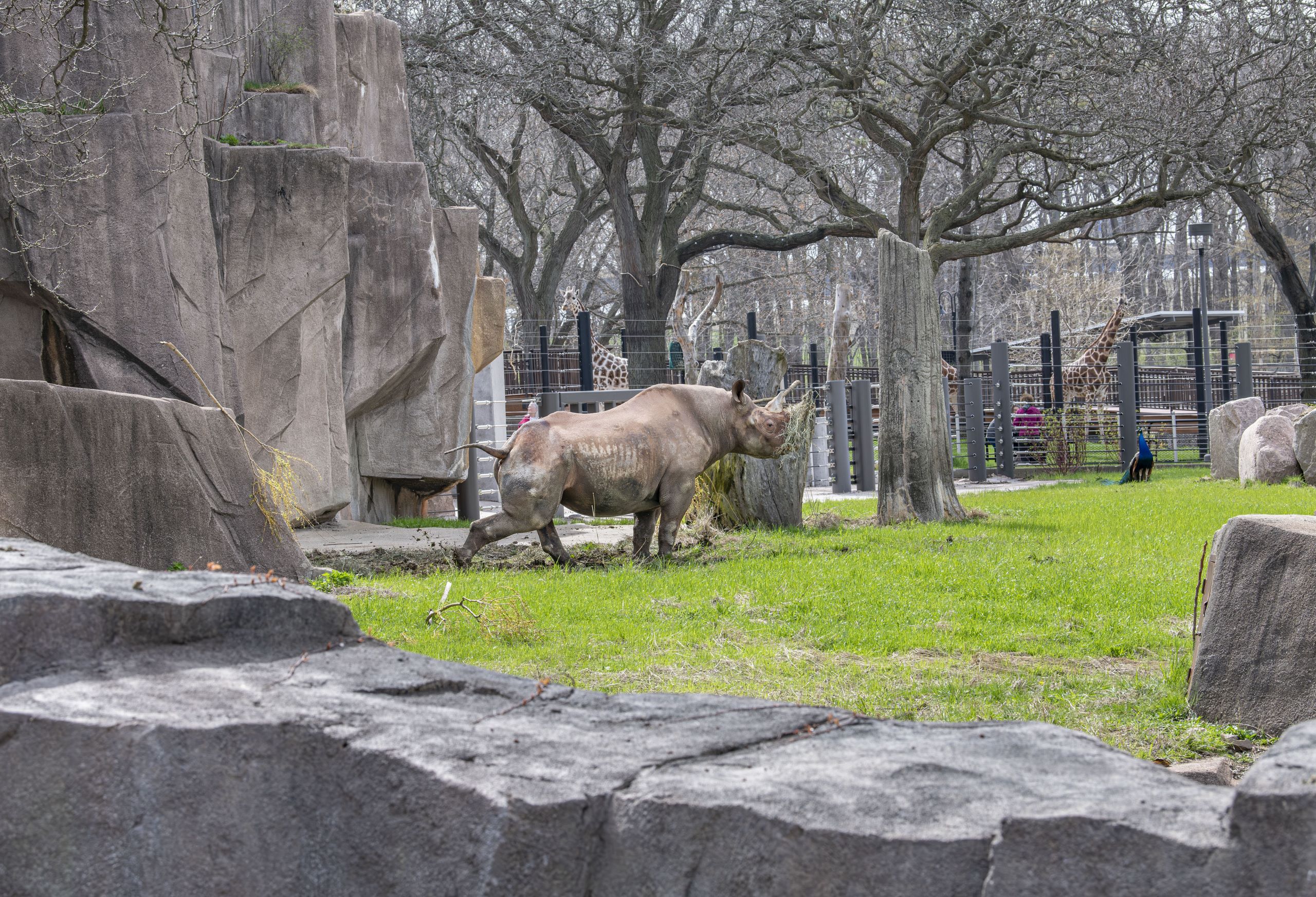 Rhino Kianga. Photo courtesy of the Milwaukee County Zoo.