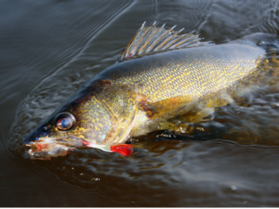 Wisconsin’s General Fishing Season Opens May 2; New Regulations in Effect