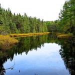 Celebrate Wisconsin’s Rural and Urban Forests Throughout April