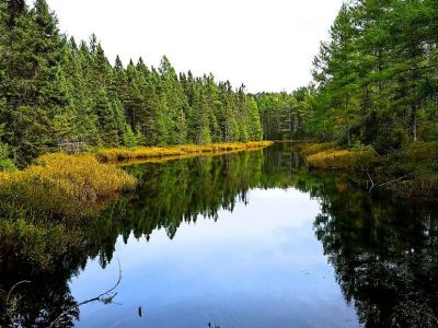 Celebrate Wisconsin’s Rural and Urban Forests Throughout April