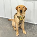 Division of Criminal Investigation Announces New Electronic Storage Detection Canine