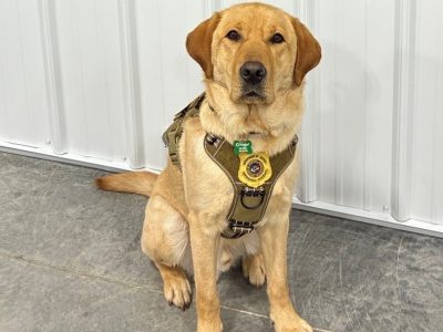 Division of Criminal Investigation Announces New Electronic Storage Detection Canine