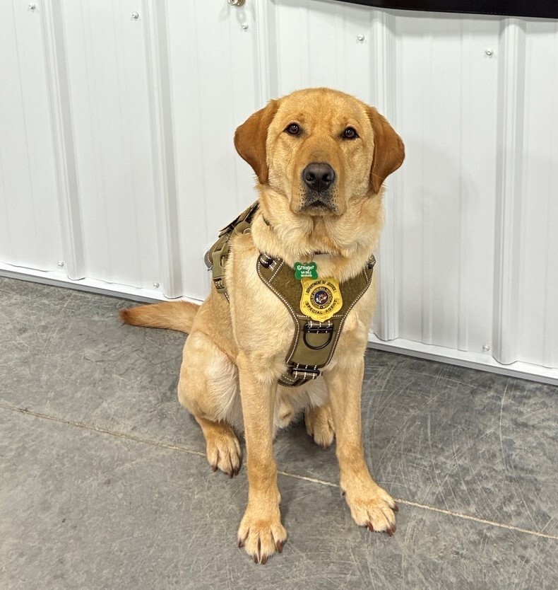 Division of Criminal Investigation Announces New Electronic Storage Detection Canine