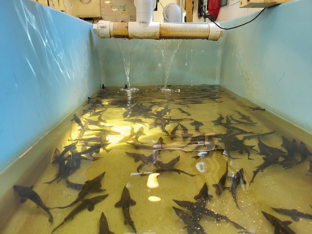 Fingerling lake sturgeon as part of the Return the Sturgeon Project. Photo courtesy of Aaron Schiller