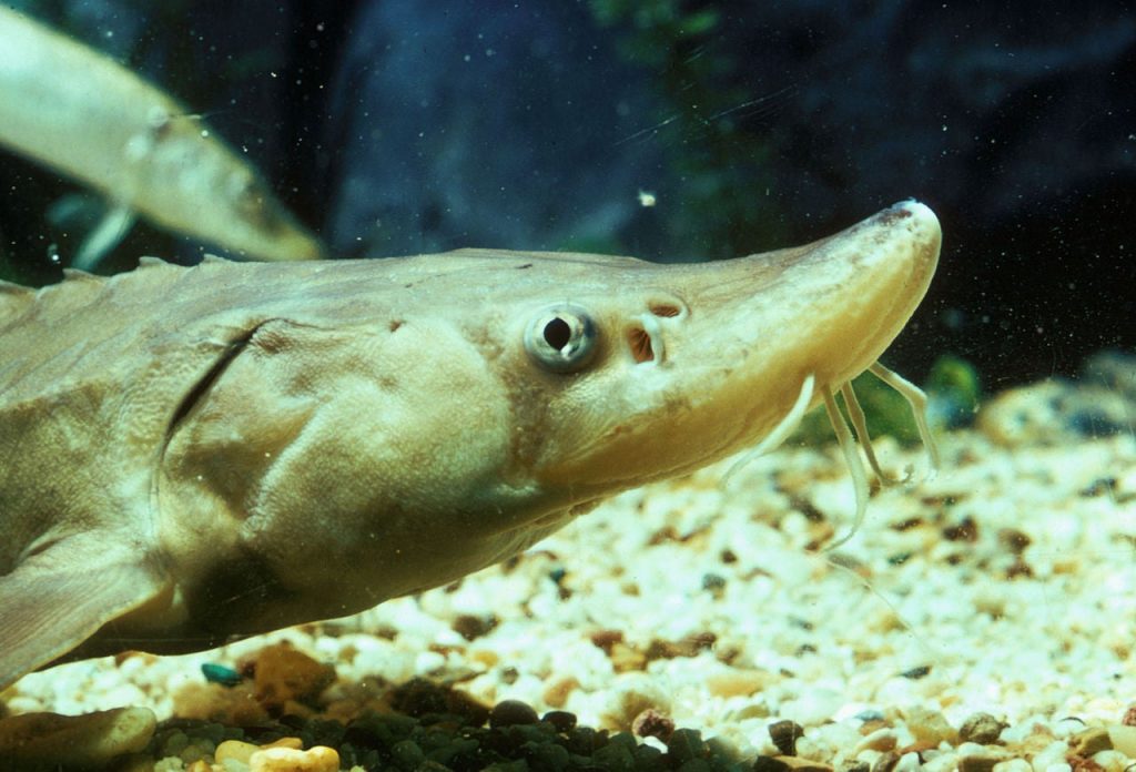 A young lake sturgeon. Photo courtesy the National Digital Library of the U.S. Fish and Wildlife Service