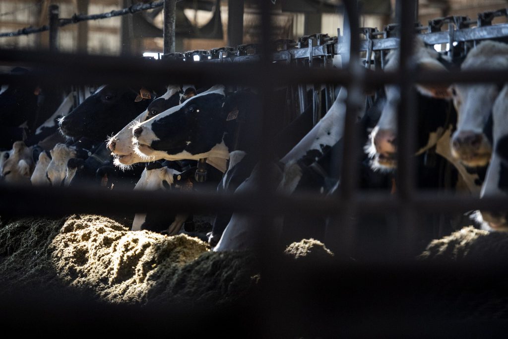 Dairy cows feed at Mitch Breunig’s farm near Sauk City on Friday, July 24, 2020. Angela Major/WPR