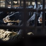 USDA, Wisconsin Scale Back Avian Flu Testing On Dairy Herds