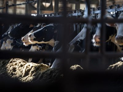 USDA, Wisconsin Scale Back Avian Flu Testing On Dairy Herds