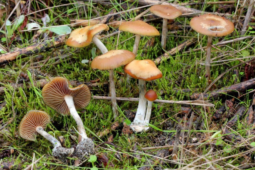 Psilocybe caerulescens. Photo by Alan Rockefeller, CC BY-SA 4.0 , via Wikimedia Commons