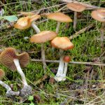 UW-Madison Psychedelic Researchers Confront Hard Questions