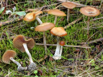 UW-Madison Psychedelic Researchers Confront Hard Questions