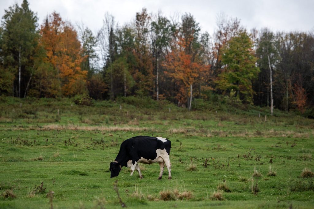 A cow raises in front of changing fall leaves Friday Oct. 6, 2023, in Emery, Wis. Angela Major/WPR