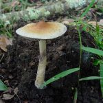 Federal Government Picks Wisconsin Lab to Research Psychedelic Drugs