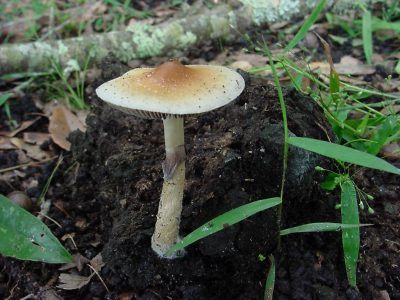 Federal Government Picks Wisconsin Lab to Research Psychedelic Drugs
