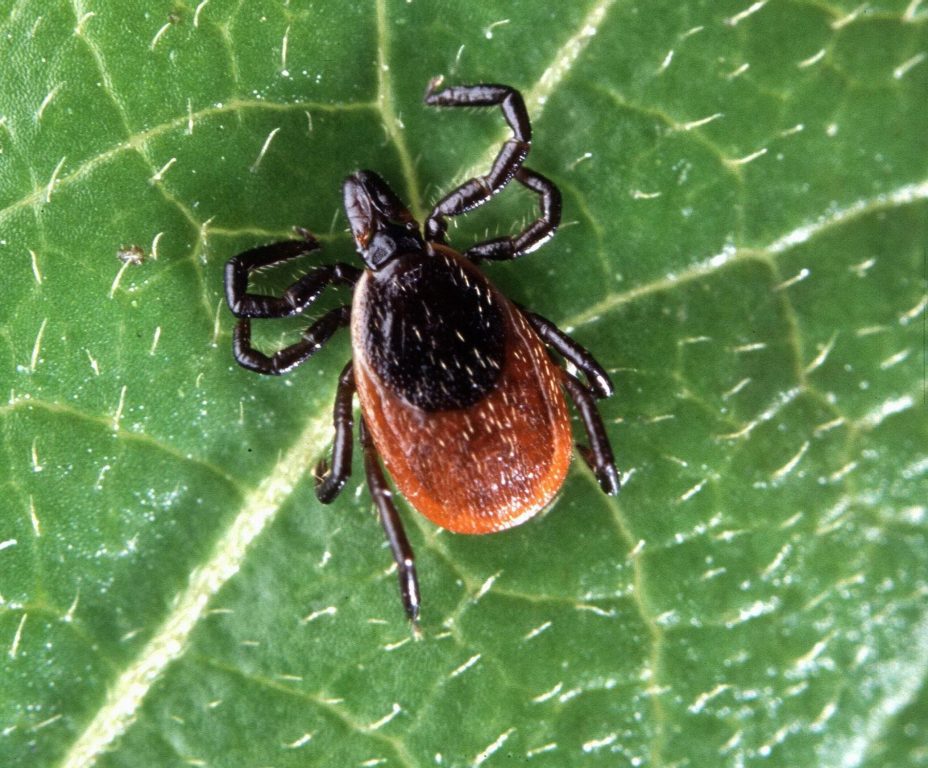  Ixodes scapularis, also known as a deer tick or black-legged tick. Scott Bauer/U.S. Department of Agriculture