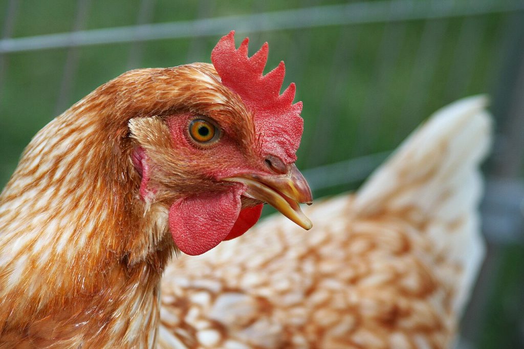 Backyard Chickens Linked to Salmonella Infections in Wisconsin