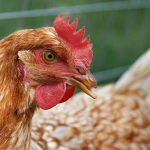 Backyard Chickens Linked to Salmonella Infections in Wisconsin