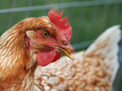 Backyard Chickens Linked to Salmonella Infections in Wisconsin