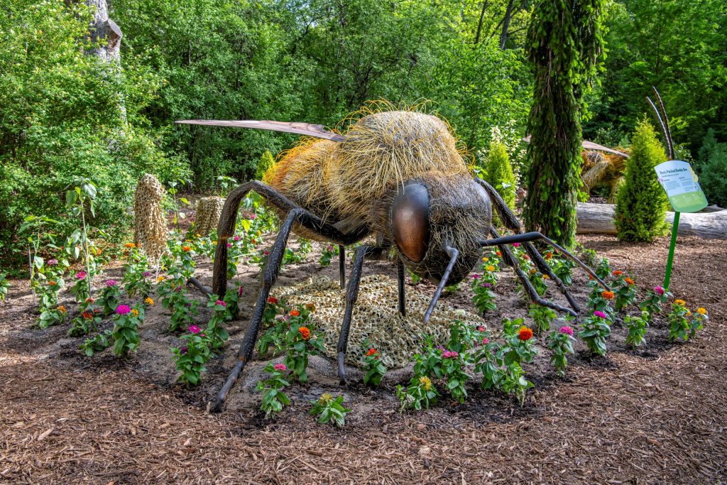 Rusty-patched Bubble Bee. Photo courtesy of the Milwaukee County Zoo.