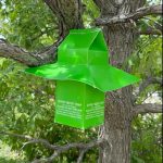 DATCP to Survey for Spongy Moth in 36 Counties