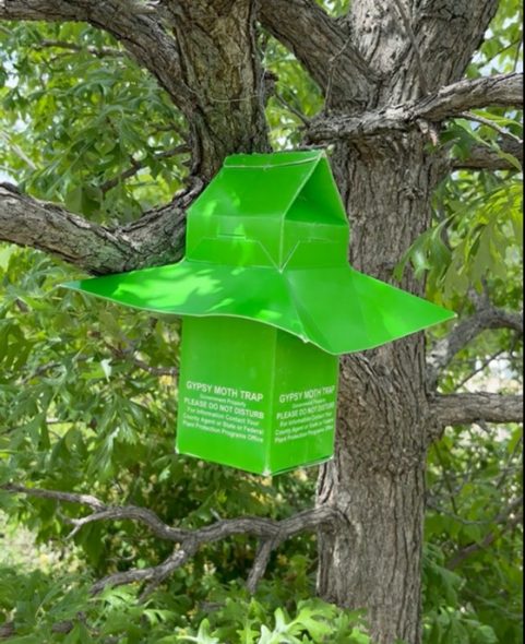 Spongy moth trap. Photo courtesy of the Wisconsin Department of Agriculture, Trade and Consumer Protection.