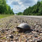 Slow Down: Give Turtles a Brake During Nesting Season