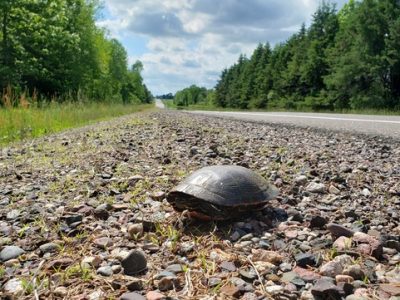 Slow Down: Give Turtles a Brake During Nesting Season
