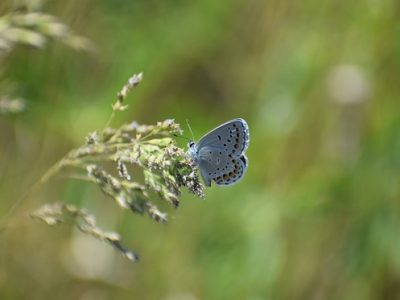 DNR Seeking Volunteers for Karner Blue Butterfly Monitoring