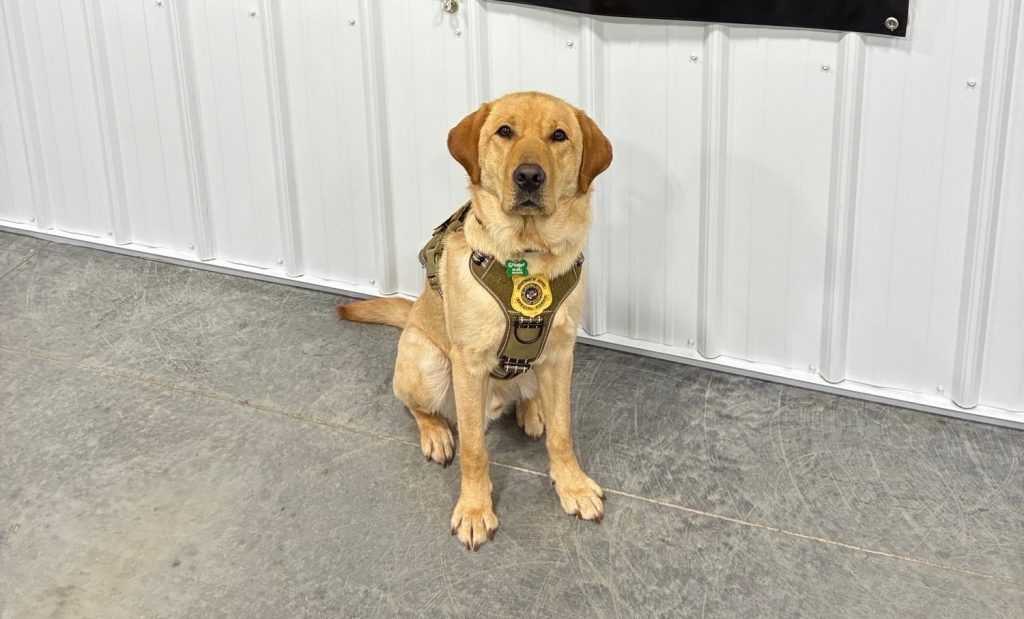 Canine Granger is the newest electronic storage device-sniffing canine for the Internet Crimes Against Children Task Force Photo courtesy Wisconsin Department of Justice