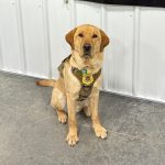 Wisconsin DOJ Using Trained Dogs to Detect Internet Crimes Against Children