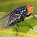 New World Screwworm Heading North, Wisconsin Experts Warn