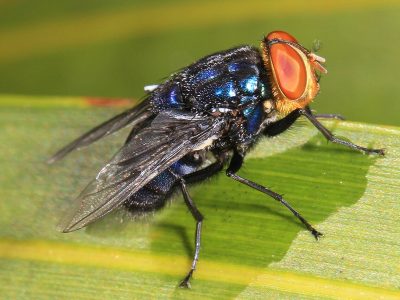 New World Screwworm Heading North, Wisconsin Experts Warn