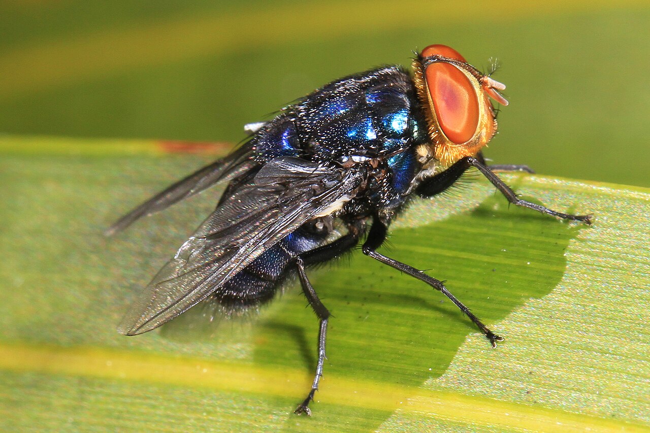 New World Screwworm Heading North, Wisconsin Experts Warn